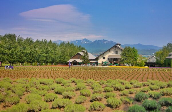 Buy Farmhouse in Sector 85 Noida